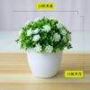 Emerald potted plant home and office decor 3