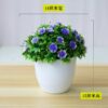 Emerald potted plant home and office decor 3